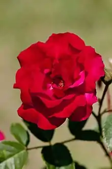‘Ulmer Münster’, Kordes, 1982