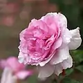 ‘Yumeka’, Shunsuke Takeuchi/Keisei Rose Nurseries, vor 2007