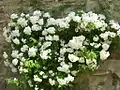 Blühende Kletterrosen im Wallgraben
