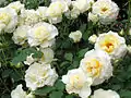 ‘Waon’, Keisei Rose Nurseries Inc., 2004