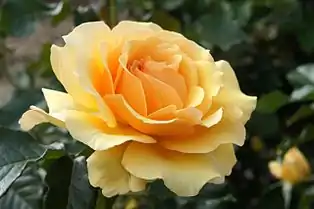 Amber Queen