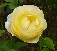‘Beatrice I d’Este’, Delbard, 2005