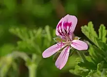 2013 Pelargonie „Lillibet“