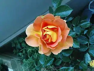 Blühende Rose Goldelse