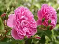‘Harlow Carr’, David Austin, vor 2004