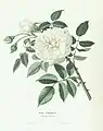 'Lamarque', Maréchal 1830