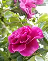 ‘Roseraie de l’Hay’, Rosa rugosa, Cochet, 1900