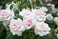 ‘Sayokyoku’, Hirabayashi/Keisei Rose Nurseries, 1994/1996