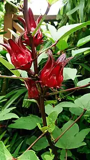 Roselle