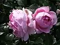 ‘Rosenfee’, Kordes, 2006