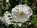 Schneeflocke (Rose), Noack, 1991
