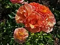 ‘Portorož (Rose), Kordes