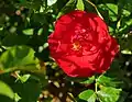 Heidefeuer (Rose), Noack, 1995