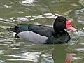 Peposakaente, ♂