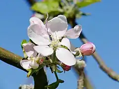 Einzelblüte