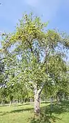 Alter Baum