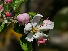 Blüte