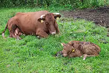 Neugeborenes Kalb