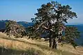 Die Rotföhre (Pinus sylvestris) ist der Charakterbaum der trockenen und kalten Gebiete Nordostanatoliens.- Südhang des Kücükhacet Dagi (Ilgaz Dağı), ca. 1950 m s. m.