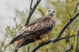 Rotmilan (Milvus milvus)