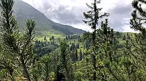 Rotwandalm