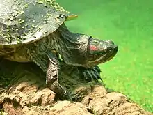 Rotwangen-Schmuckschildkröte (Trachemys scripta elegans)