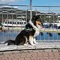 Langhaarcollie ausgewachsen, 19 Monate alt