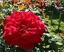'Rouge Meilland', 1949