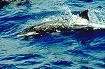 Delfin