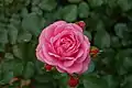 ‘Royal Bonica’, Meilland/Martens, 1992