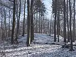 Halde eines Wetterschachts am Rand des Ruheforsts