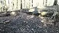 Mauerreste der Ruine Wolfartsweier