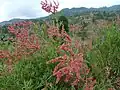 Afrikanischer AmpferRumex nervosus