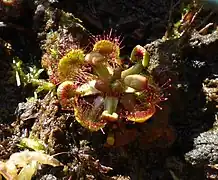Rundblättriger Sonnentau (Drosera rotundifolia)