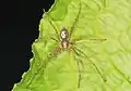 Dafür ist bei den Laufspinnen (Philodromidae)...