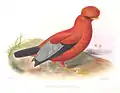 Andenfelsenhahnaus Philip Lutley Sclater: Exotic  Ornithology,1869