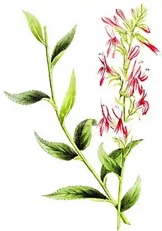Kardinals-Lobelie (Lobelia cardinalis)