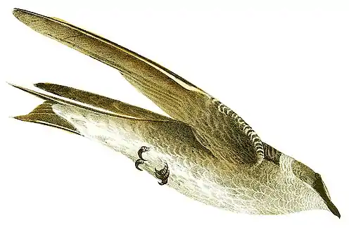 Purpurschwalbe
