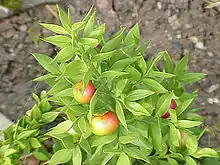 Phyllokladien des Stechenden Mäusedorns (Ruscus aculeatus)