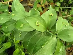 Westmediterraner Mäusedorn (Ruscus hypophyllum)