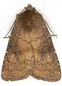 hellbraune Farbvariante (Männchen)
