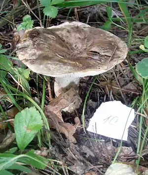 Scharfblättriger Schwärz-Täubling