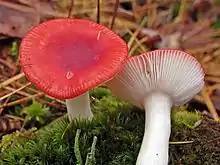 Kirschroter Spei-Täubling (Russula emetica)