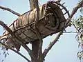 In einem Baum platzierter traditioneller Bienenstock in Ruanda