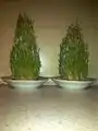 Varianten von Səməni