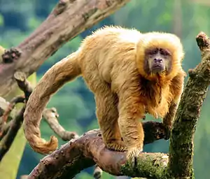 Goldkapuziner  (Sapajus flavius)