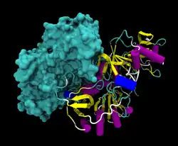 3-Ketosäure–CoA-Transferase 1