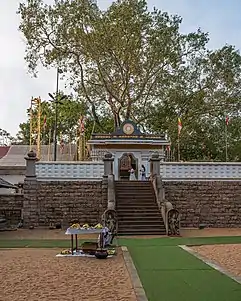 Sri Mahabodhi, der älteste Baum, dessen Geschichte vollständig dokumentiert ist
