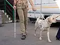 Golden Retriever mit der für einen Blindenhund typischen Ausstattung