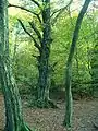 Alte Hainbuche mit strängigem Stamm